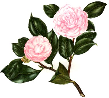 Camelia rosa